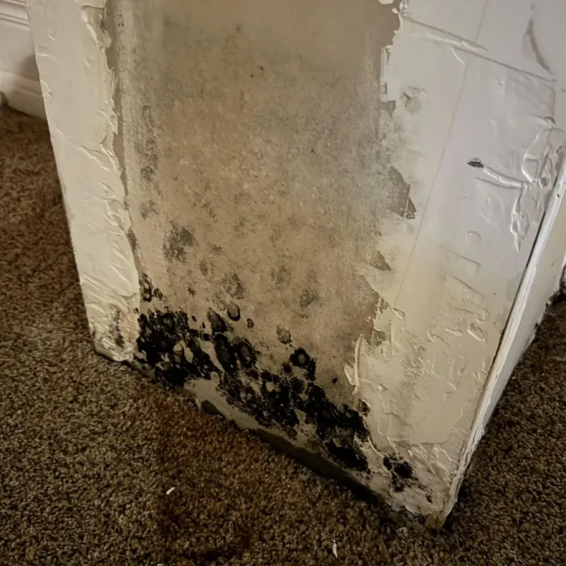 Professional Mold Removal in Ozark, AR